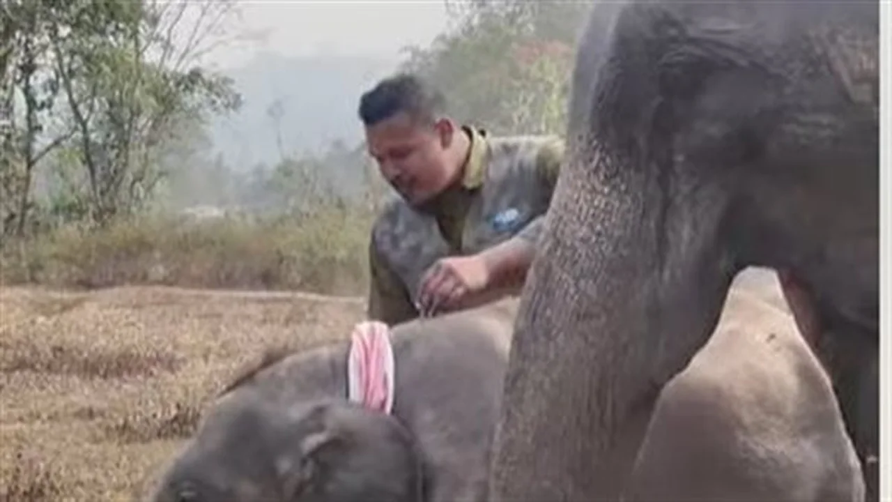 فيديو مؤثر.. شاب هندي يحتفل بعيد ميلاد الفيلة بريانشي وسط أجواء استثنائية